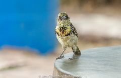 Trachyphonus darnaudii