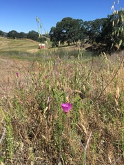 Clarkia gracilis tracyi