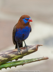 Granatina ianthinogaster