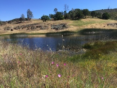 Clarkia gracilis tracyi