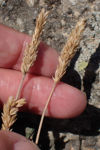 Image of Koeleria pyramidata by no rights reserved