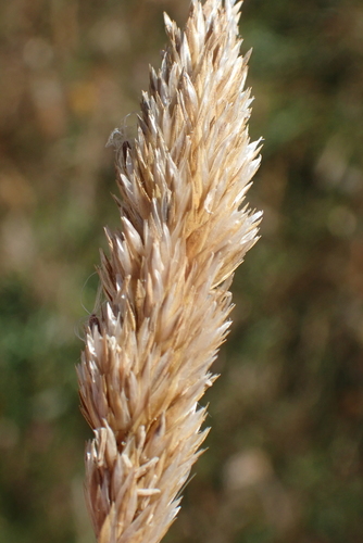 Image of Koeleria pyramidata by no rights reserved