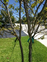 Lagerstroemia indica