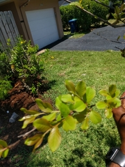 Lagerstroemia indica