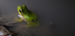 Hyla flaviventris