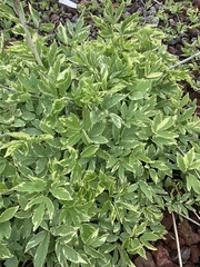 Aegopodium