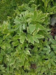 Aegopodium