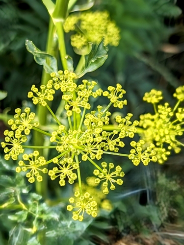 Image of Opopanax chironium by no rights reserved