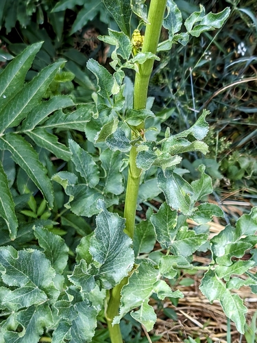 Image of Opopanax chironium by no rights reserved
