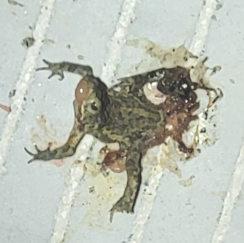 Asiatic Toad