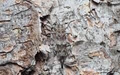 Acanthocinus griseus