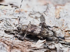 Acanthocinus griseus