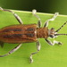 Common Reed Beetle - Photo (c) Andrey Ponomarev, some rights reserved (CC BY-NC), uploaded by Andrey Ponomarev