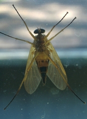 Rhagio