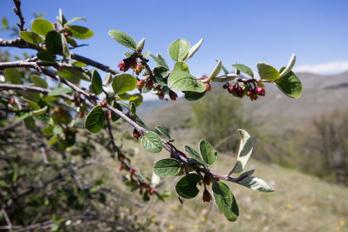Cotoneaster nebrodensis