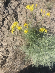 Crepis atribarba
