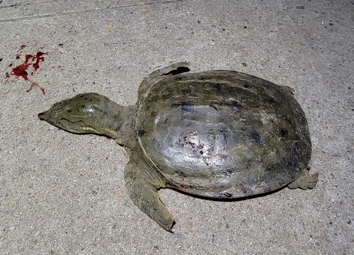 Chinese Softshell Turtle