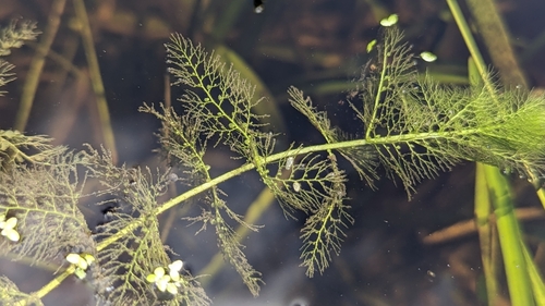Utricularia tenuicaulis