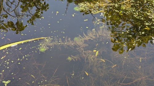 Image of Utricularia tenuicaulis by (c) Cheng-Te Hsu, some rights reserved (CC BY)