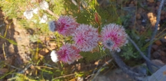 Serruria rosea