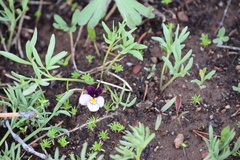 Viola beckwithii