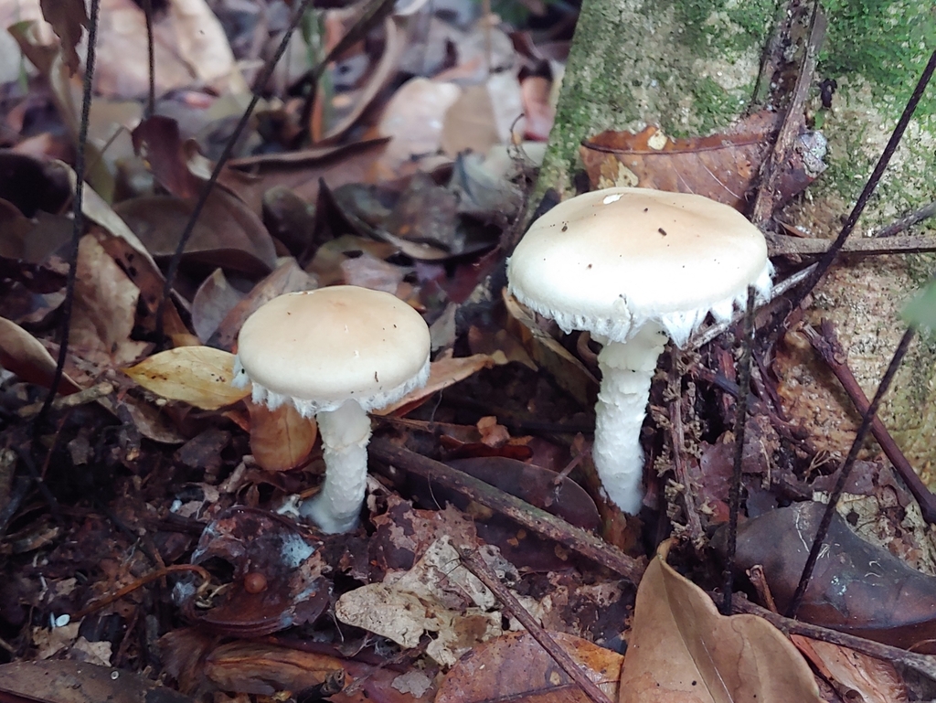 Limacella sp. 'PR03'
