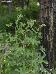Alcea digitata