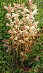 Orobanche caryophyllacea