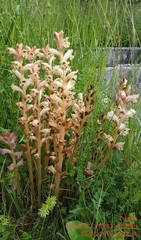 Orobanche caryophyllacea