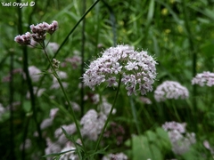 Chaetosciadium trichospermum