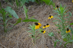 Rudbeckiinae