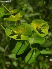 Euphorbia valerianifolia