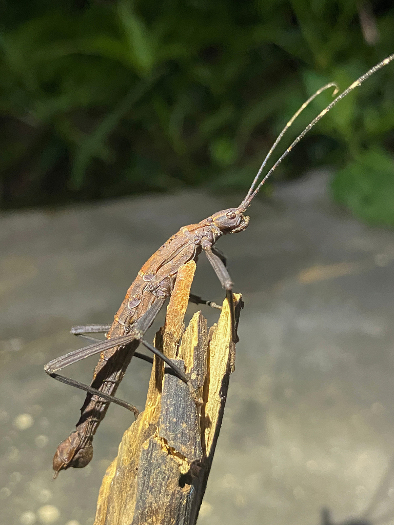 Urucumania sertaneja