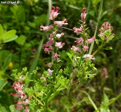 Fumaria densiflora