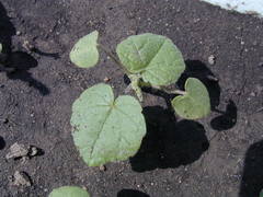 Abutilon theophrasti