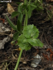 Anthyllis circinnata