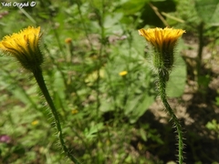 Hypochaeris achyrophorus