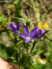 Legousia falcata