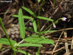 Vicia lenticula