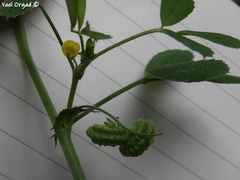 Medicago rugosa