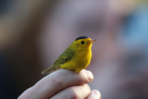 iNaturalist observation photo of Wilson's Warbler