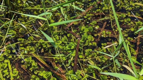 Ludwigia ovalis, photograph 6