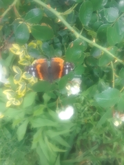Vanessa atalanta