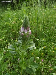 Ononis alopecuroides