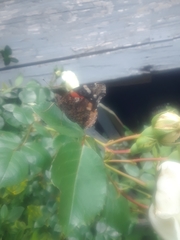 Vanessa atalanta