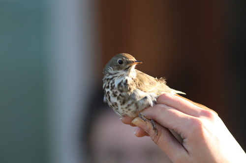 iNaturalist observation photo of Hermit Thrush