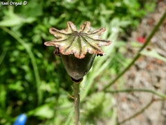 Papaver carmeli