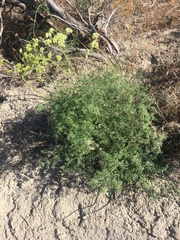 Lomatium papilioniferum