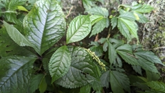 Chloranthus henryi