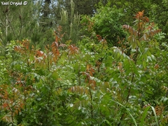 Pistacia terebinthus palaestina